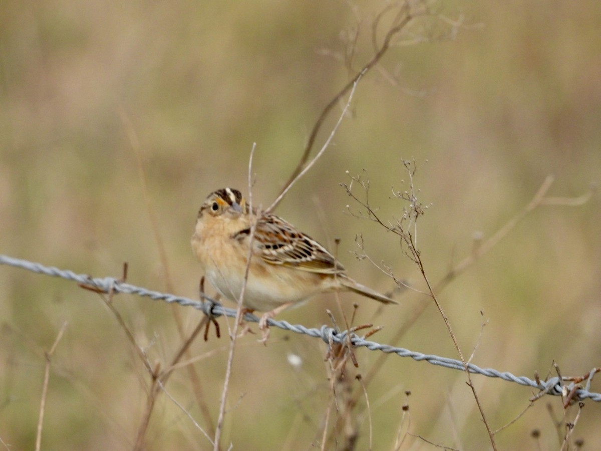 Grasshopper Sparrow - ML615535135