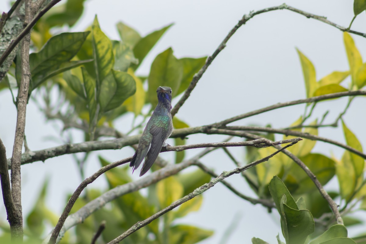 kolibřík safírový - ML615535170