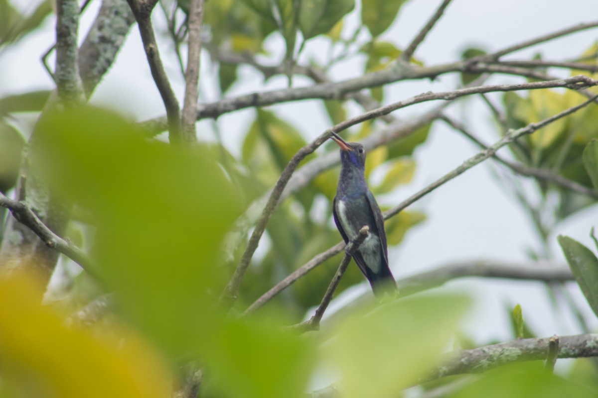 kolibřík safírový - ML615535171