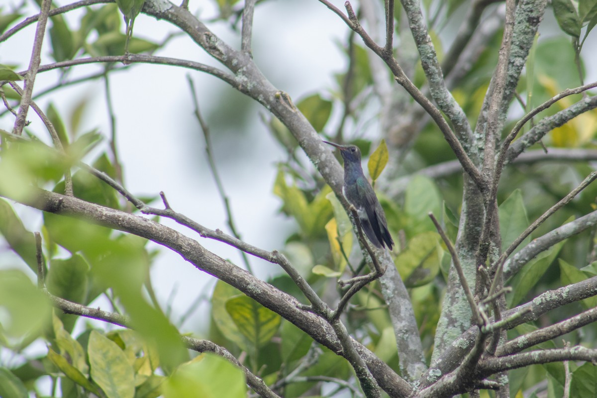 kolibřík safírový - ML615535172