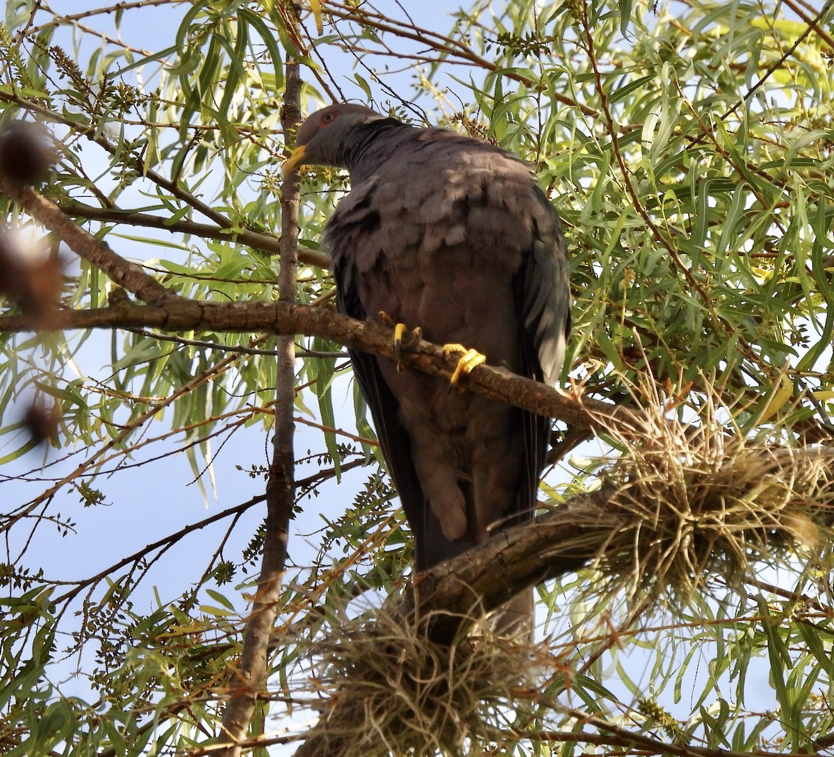 Band-tailed Pigeon - ML615535206