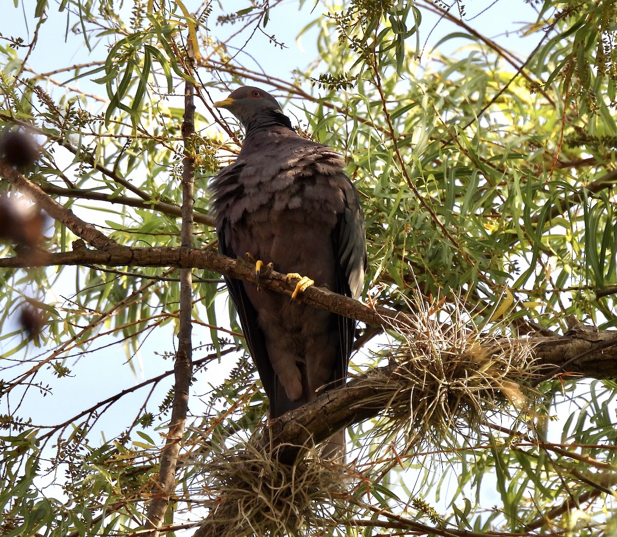 Band-tailed Pigeon - Michelle Bélanger