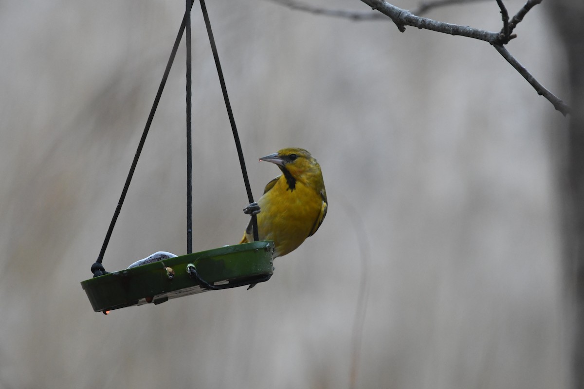 Bullock's Oriole - Vinay Prakatoor