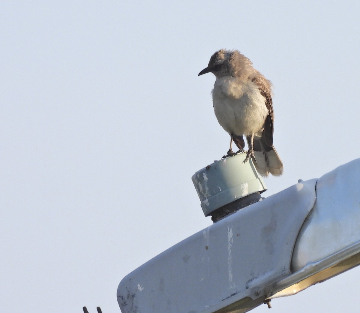 Tropical Mockingbird - ML615535233