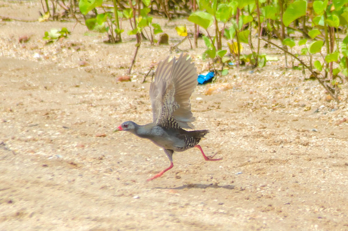 Paint-billed Crake - ML615535236