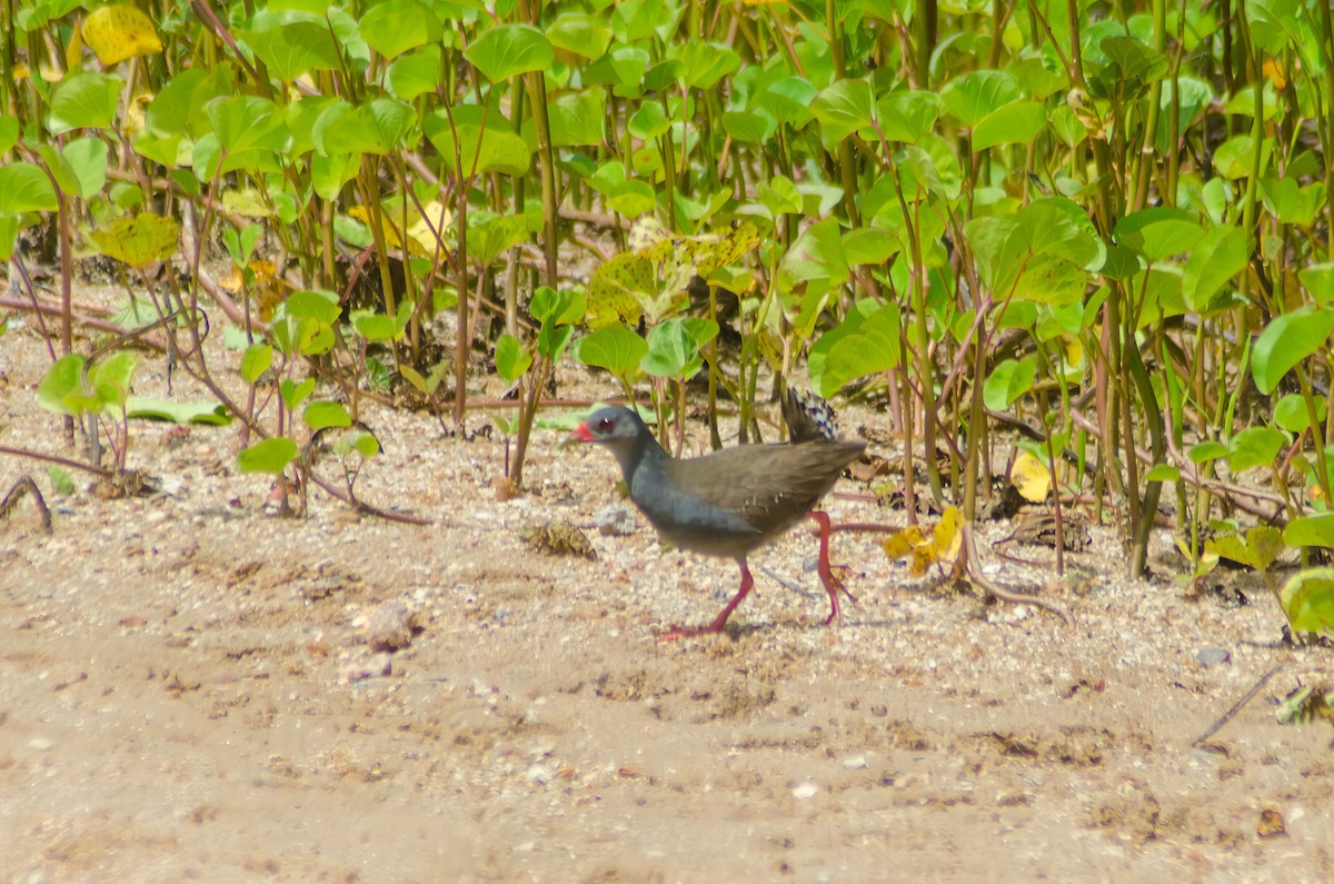 Paint-billed Crake - ML615535237