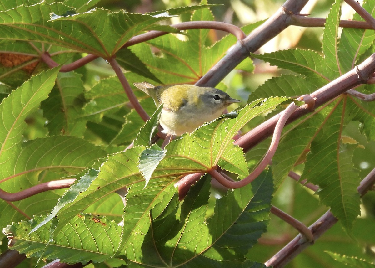 Tennessee Warbler - ML615535246