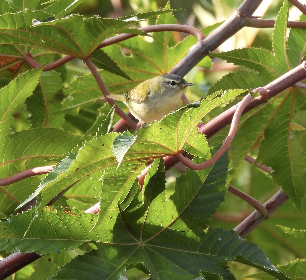 Tennessee Warbler - ML615535247