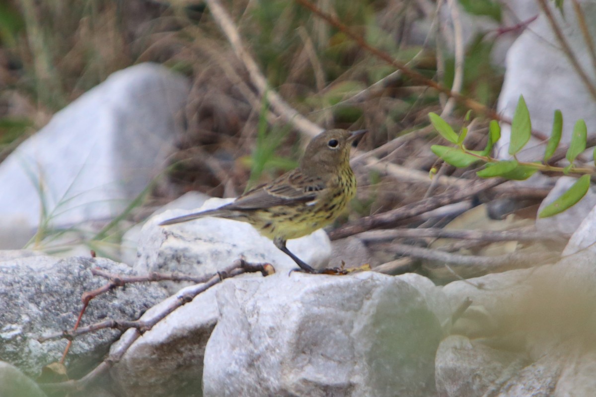 Kirtland's Warbler - ML615535251