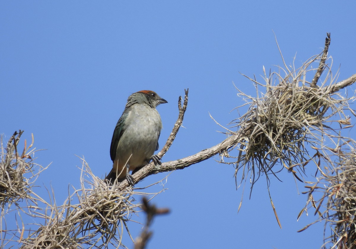 Scrub Tanager - ML615535256