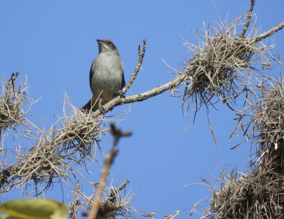 Scrub Tanager - ML615535257