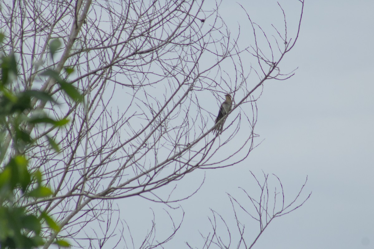 Striped Cuckoo - Francisco Valdevino Bezerra Neto