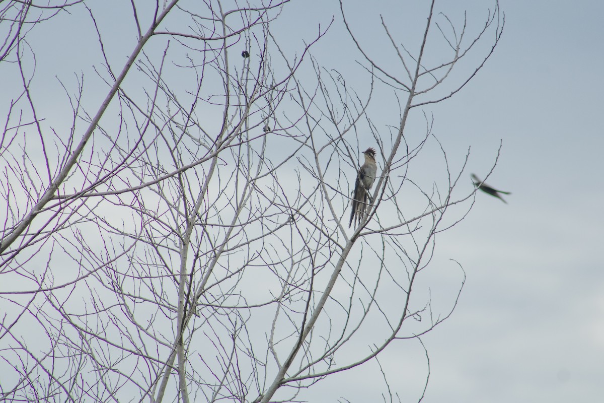 Striped Cuckoo - Francisco Valdevino Bezerra Neto