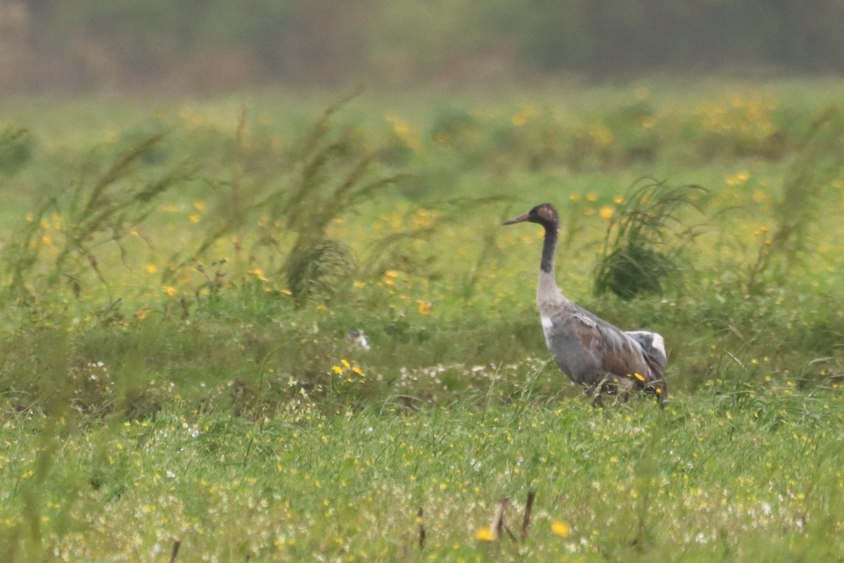 Common Crane - ML615535322