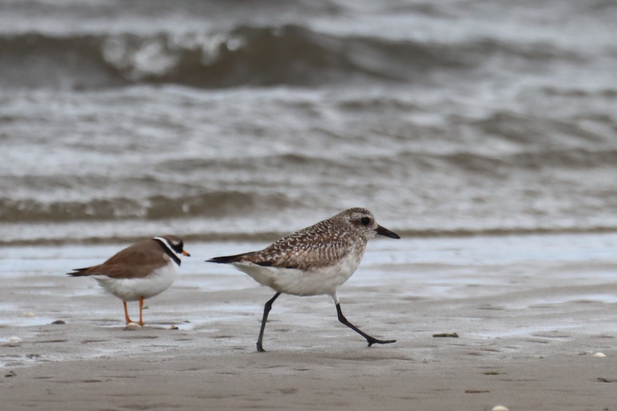 Black-bellied Plover - ML615535336