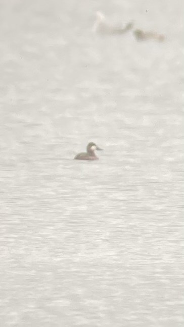 Ruddy Duck - ML615535344