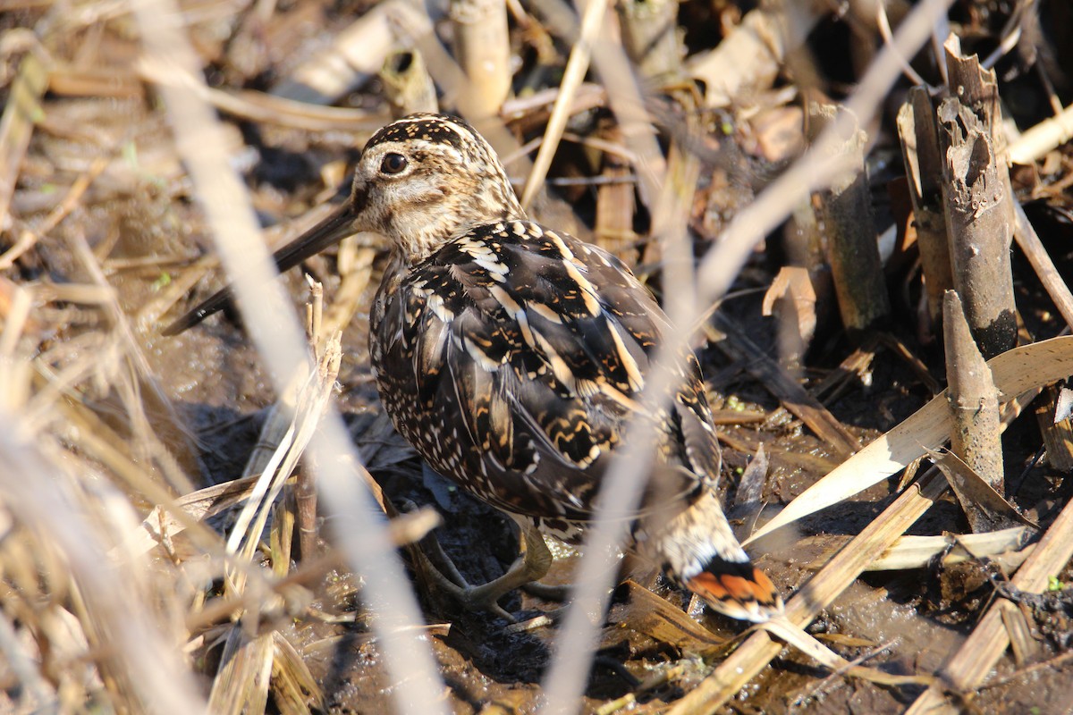 Wilson's Snipe - ML615535350