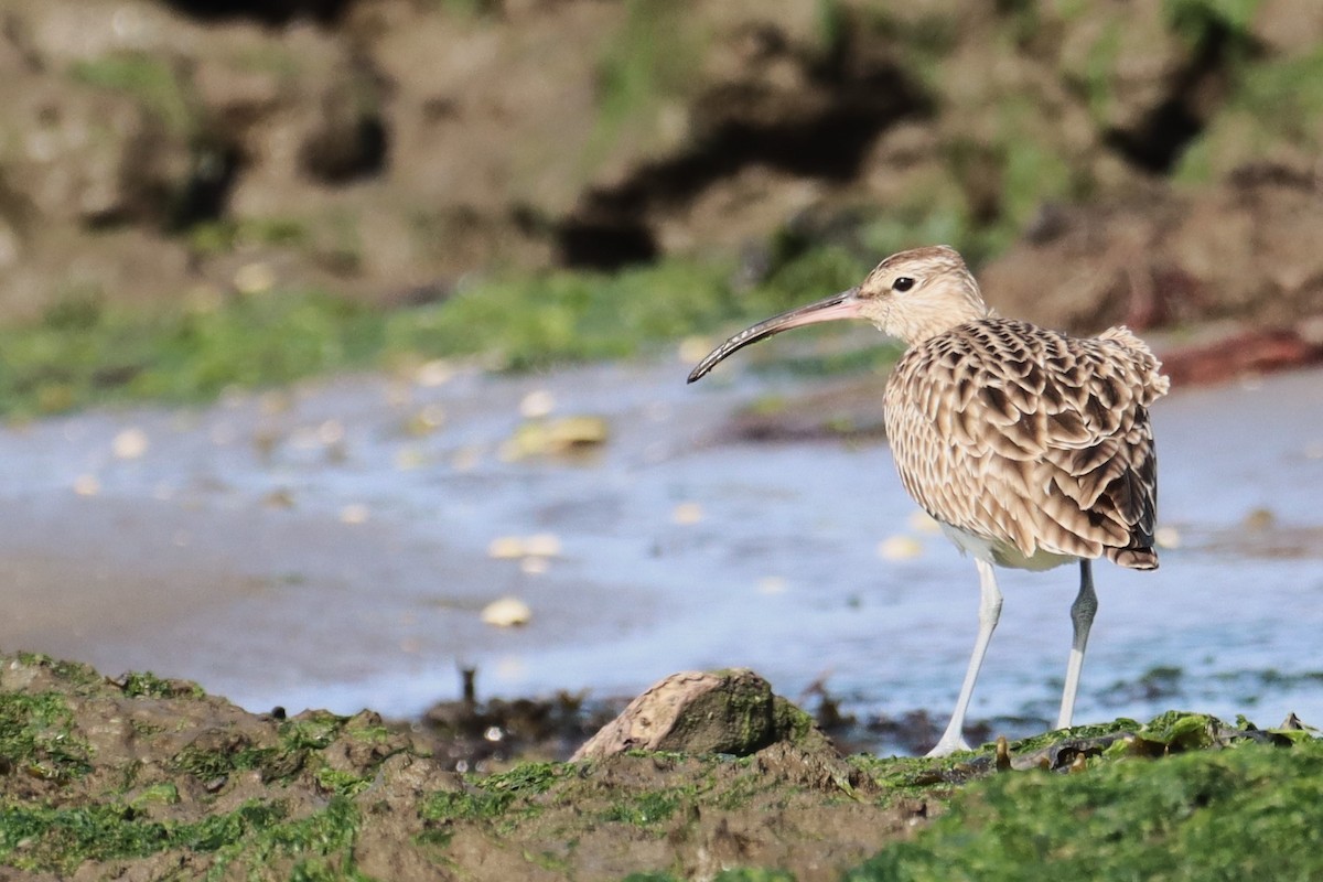 Whimbrel - ML615535351