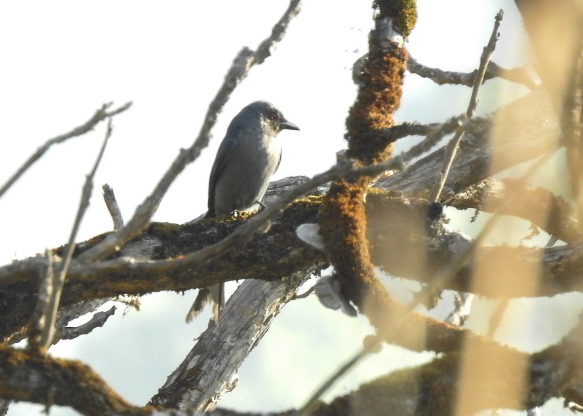 drongo sp. - ML615535408