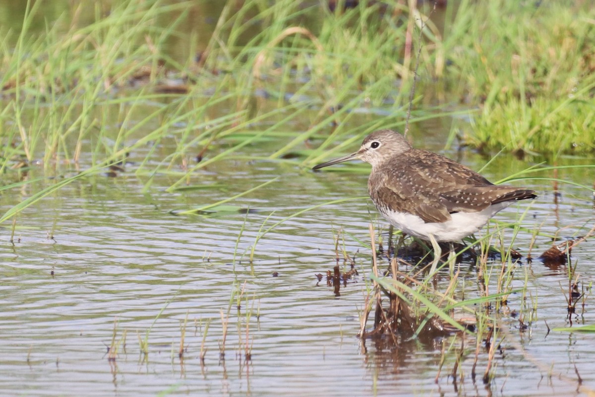 Green Sandpiper - ML615535449