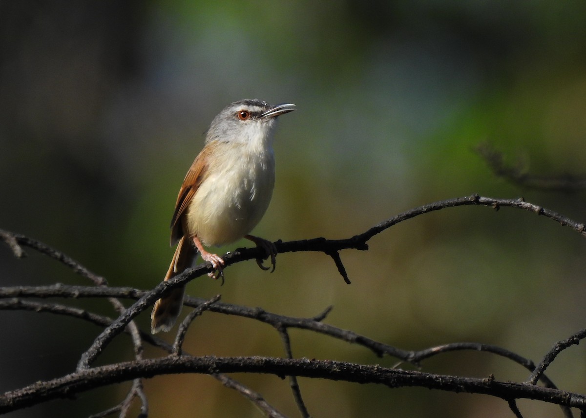 Rufescent Prinia - ML615535462