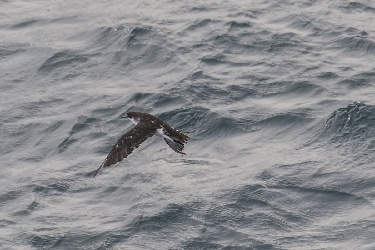 Manx Shearwater - Simon Lane