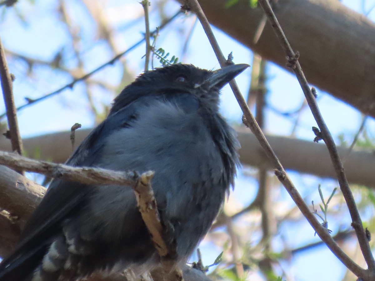 Black Drongo - ML615535533
