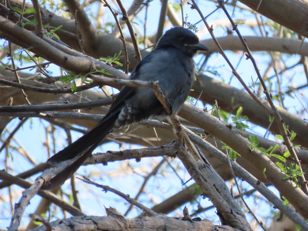 Black Drongo - ML615535535