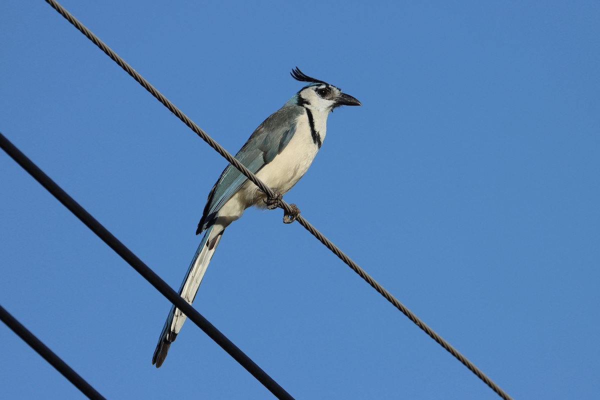 White-throated Magpie-Jay - ML615535544