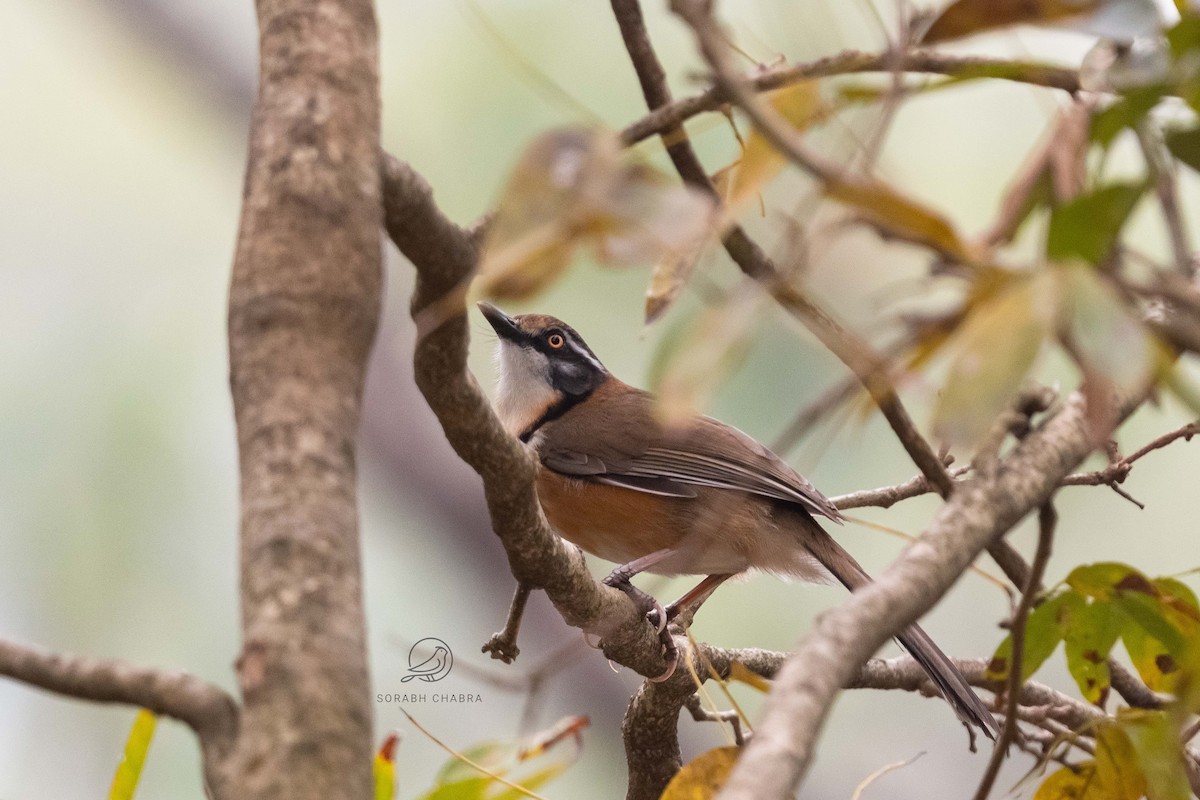 Greater Necklaced Laughingthrush - ML615535576