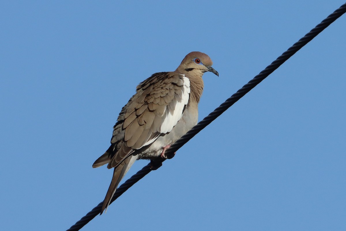 White-winged Dove - ML615535592
