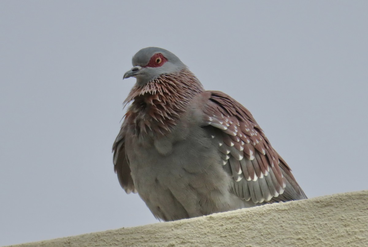 Pigeon roussard - ML615535628