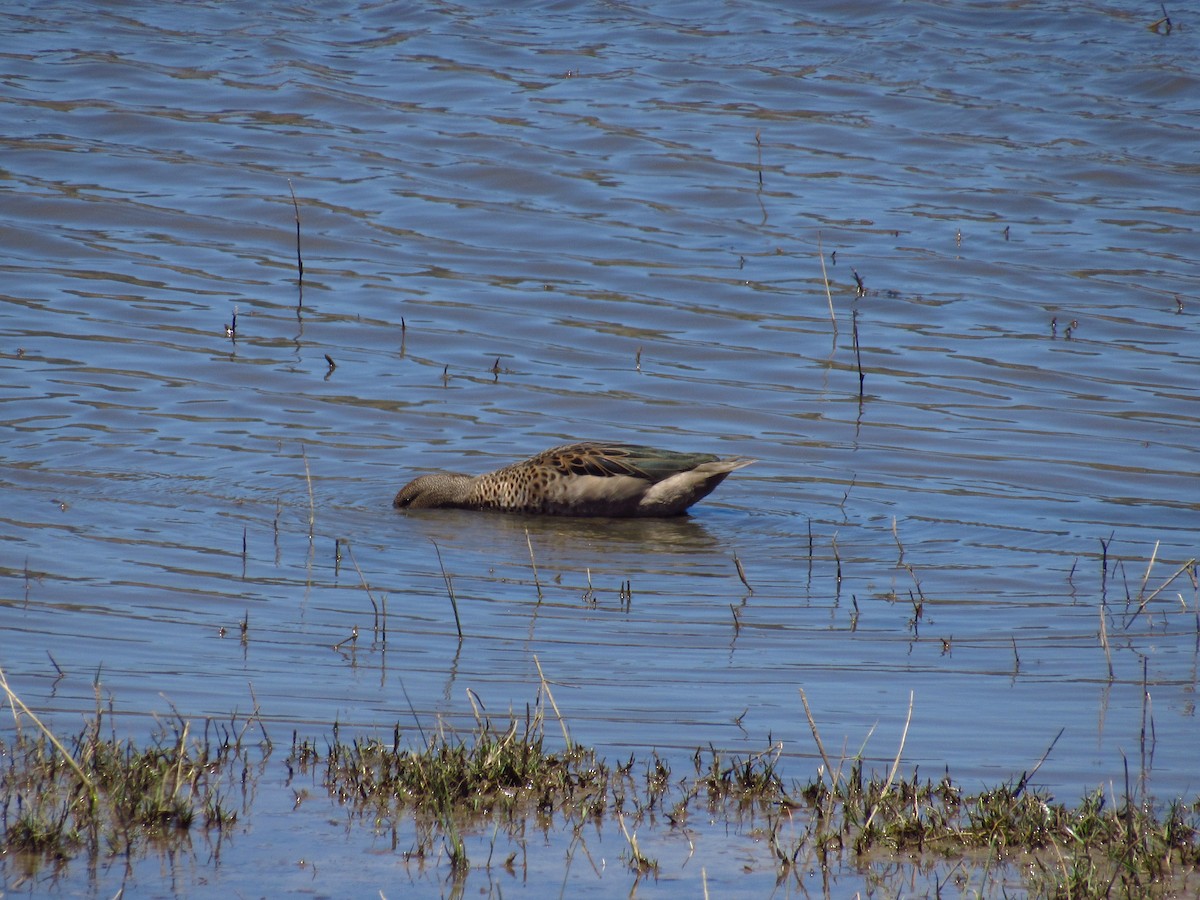 Yellow-billed Teal - ML615535731