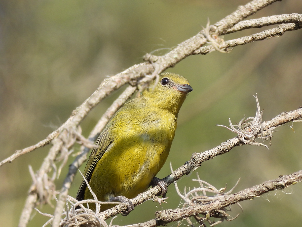 Thick-billed Euphonia - ML615535778