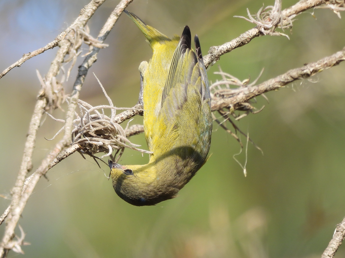 Thick-billed Euphonia - ML615535779