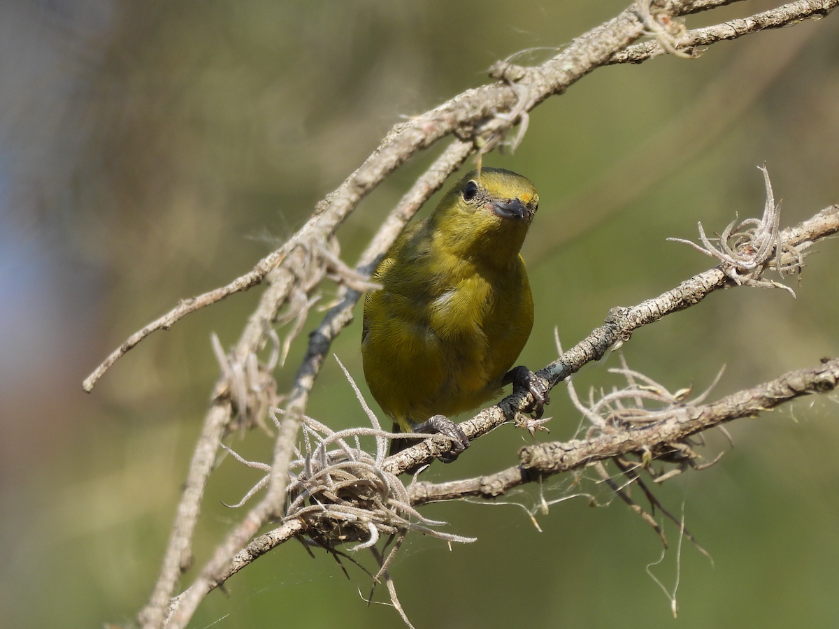 Thick-billed Euphonia - ML615535780