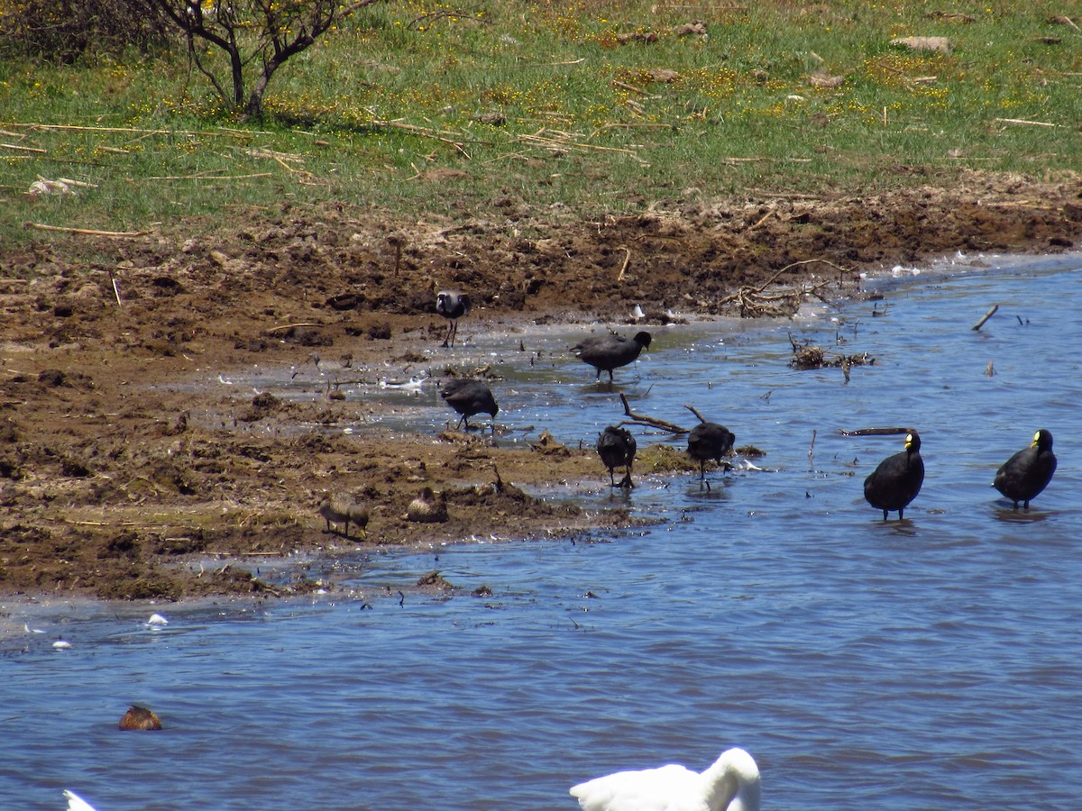 Red-gartered Coot - Mario Reyes