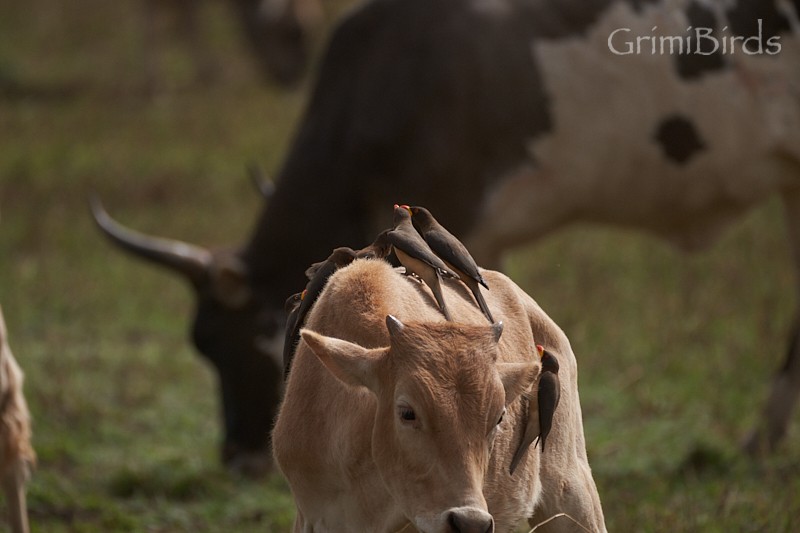 Yellow-billed Oxpecker - Ramon Grimalt