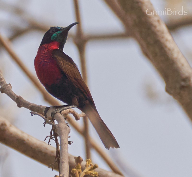 Scarlet-chested Sunbird - ML615535839