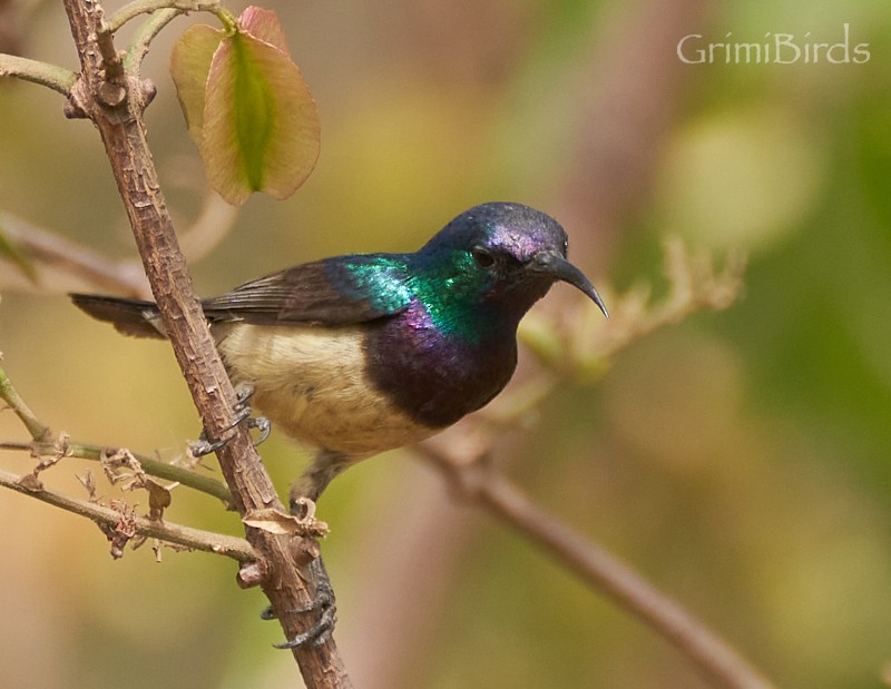 Variable Sunbird - ML615535853