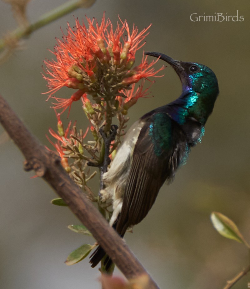 Variable Sunbird - Ramon Grimalt