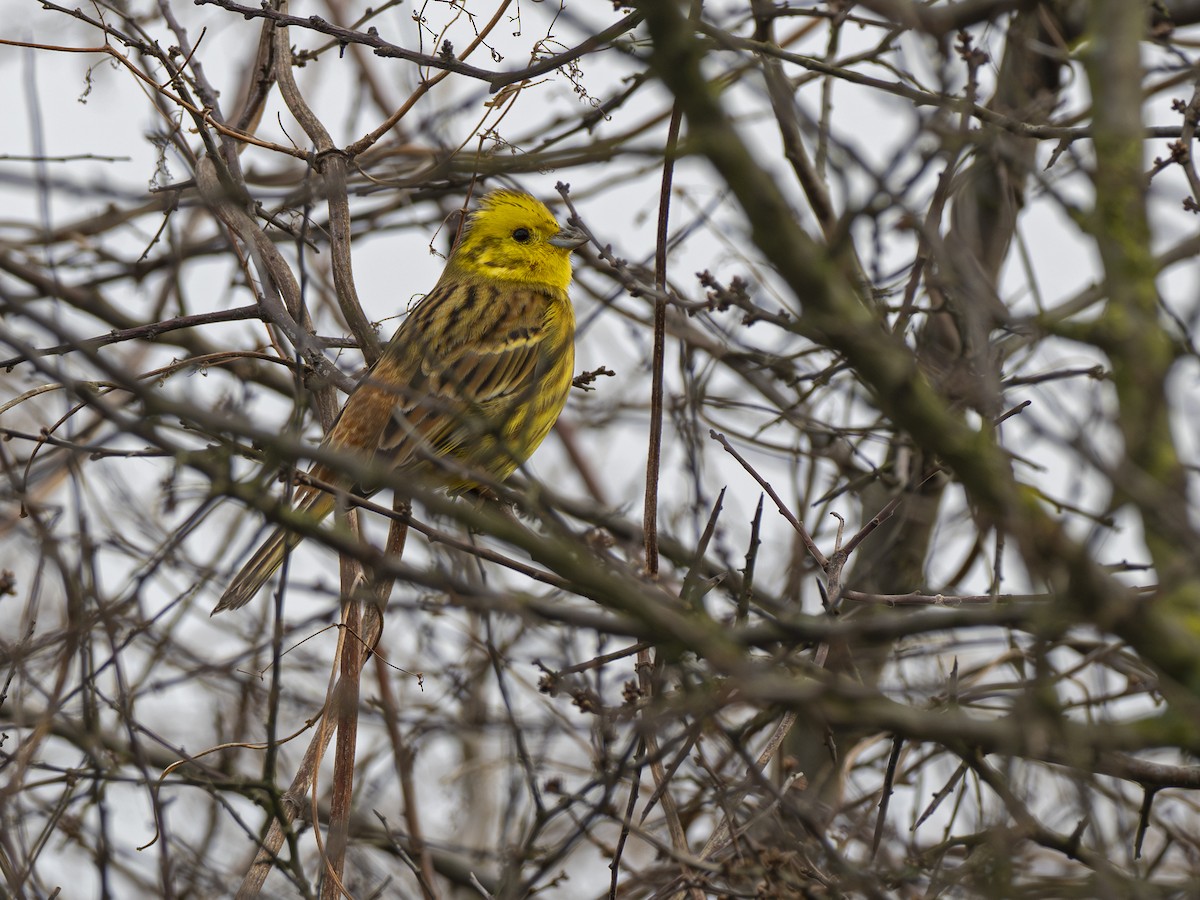 Yellowhammer - ML615535856