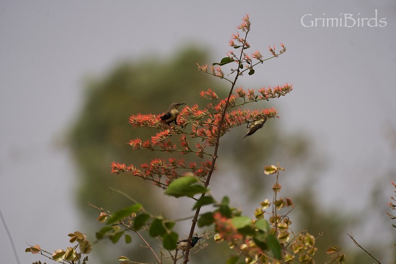 Copper Sunbird - ML615535858