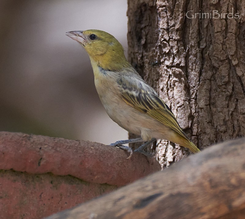 Little Weaver - ML615535867