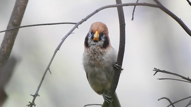 Paradoxornis fléché - ML615535883