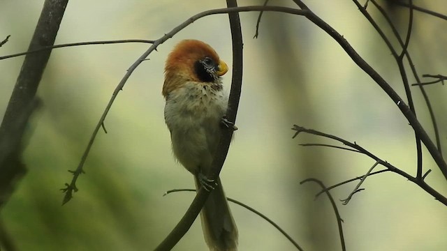 Spot-breasted Parrotbill - ML615535884