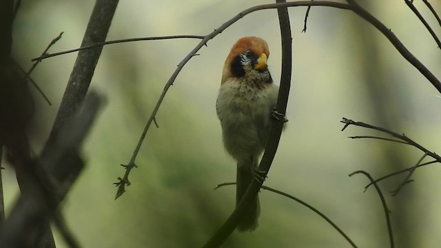 Paradoxornis fléché - ML615535886