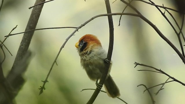 Spot-breasted Parrotbill - ML615535887