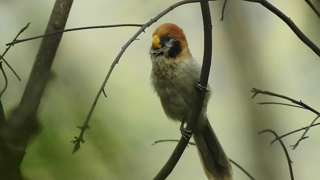 Spot-breasted Parrotbill - ML615535888