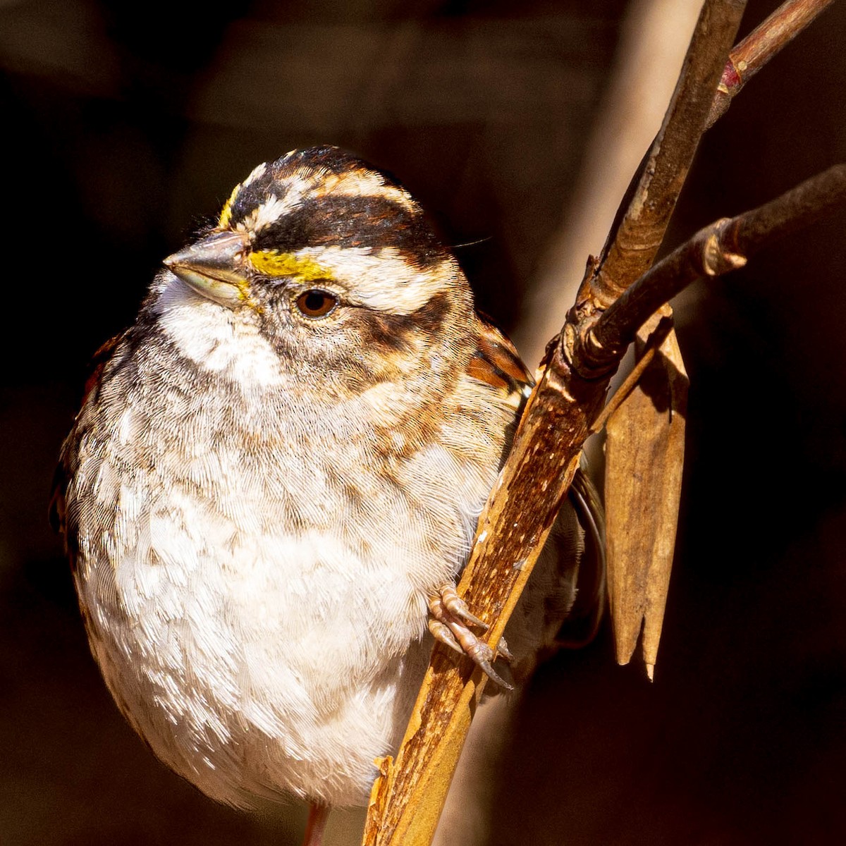 White-throated Sparrow - ML615535912